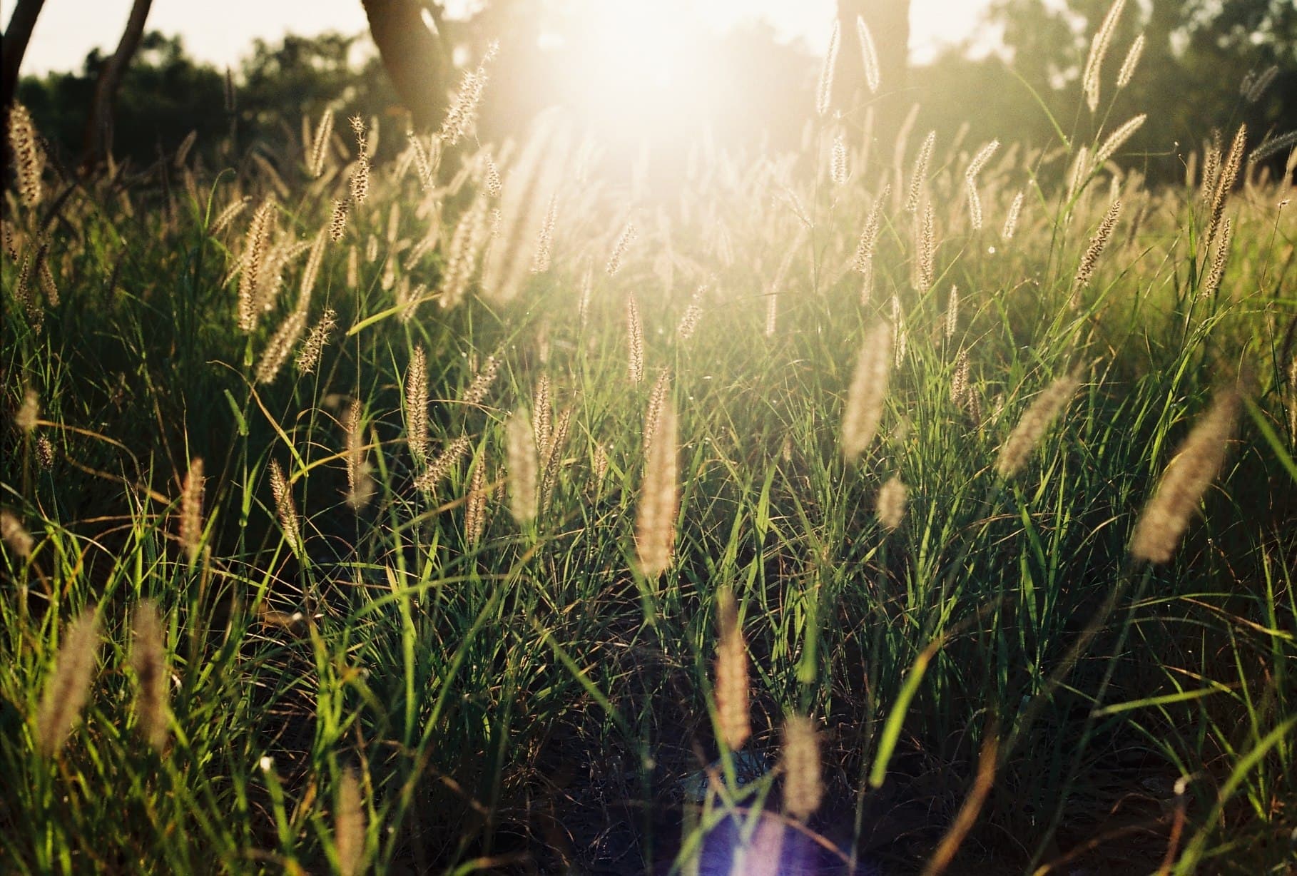 Sunlight shining through tall grasses.