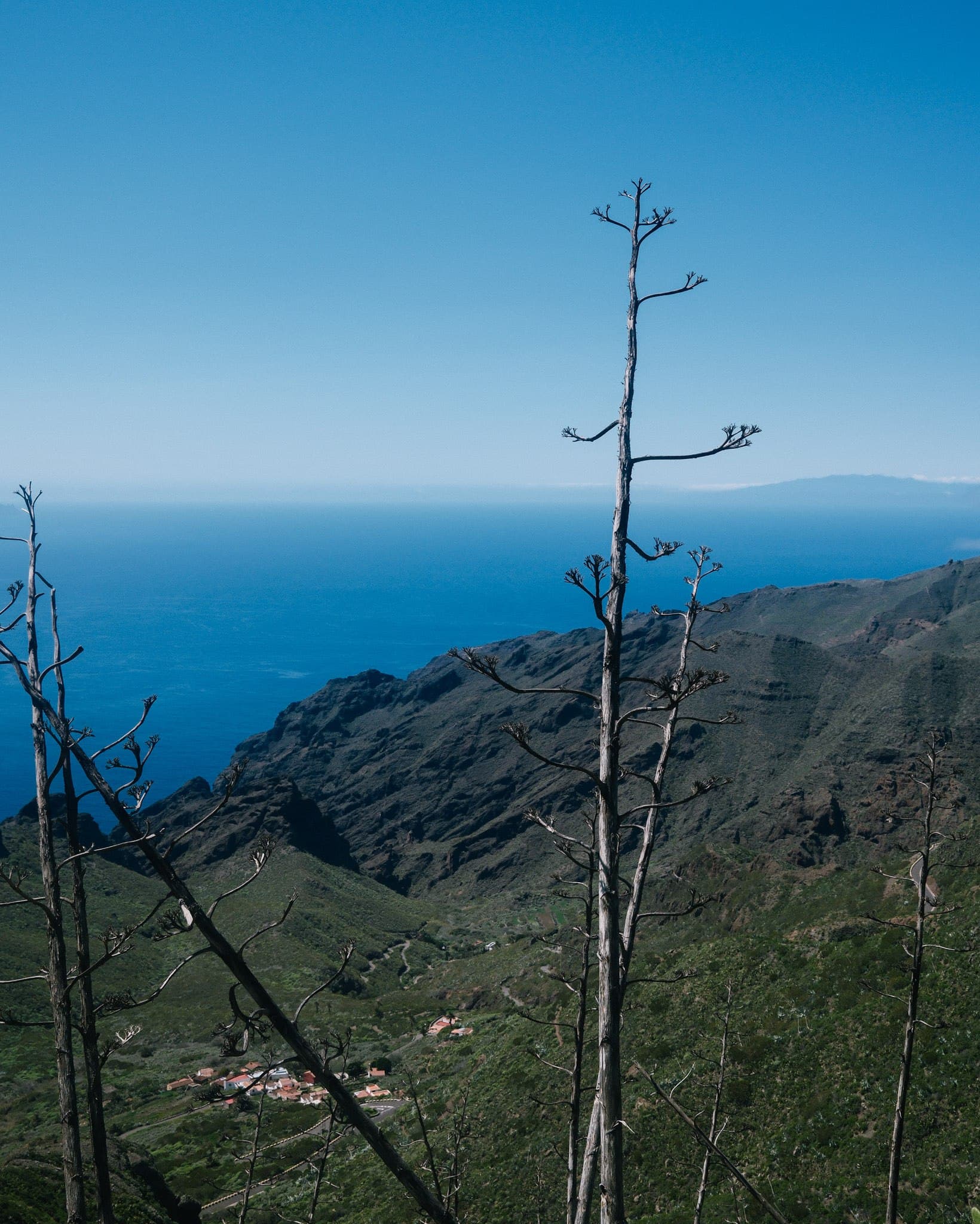 Tall dry plant rising above a mountainous coastal landscape.