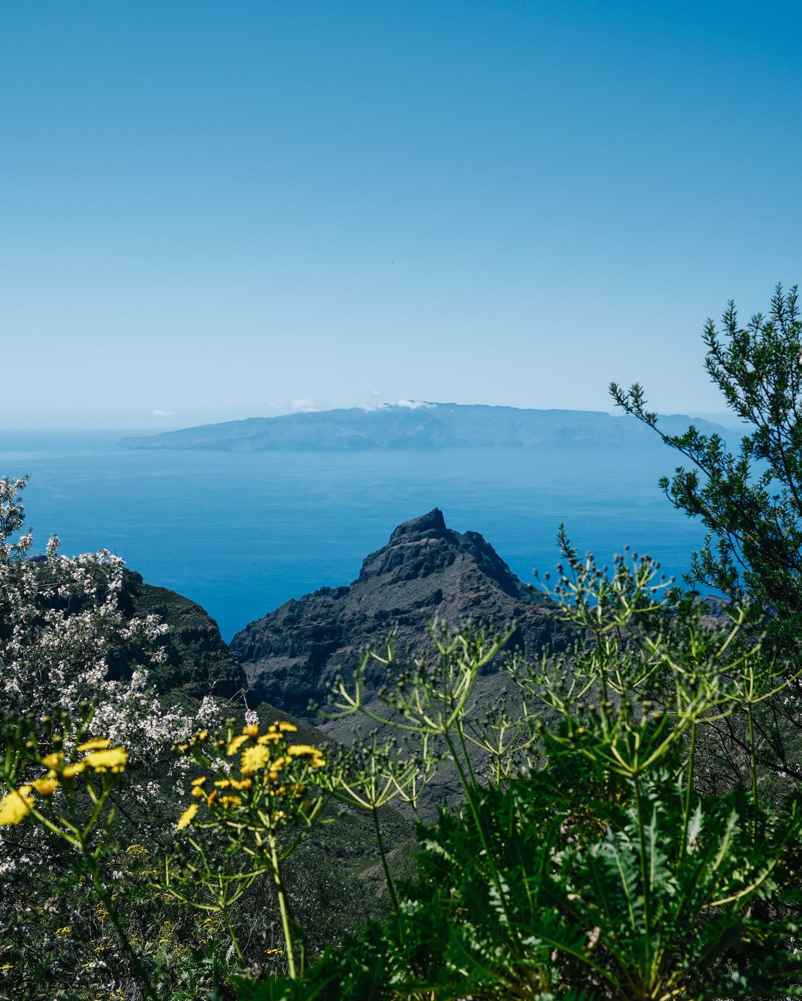 Distant coastline framed by vegetation and yellow flowers.