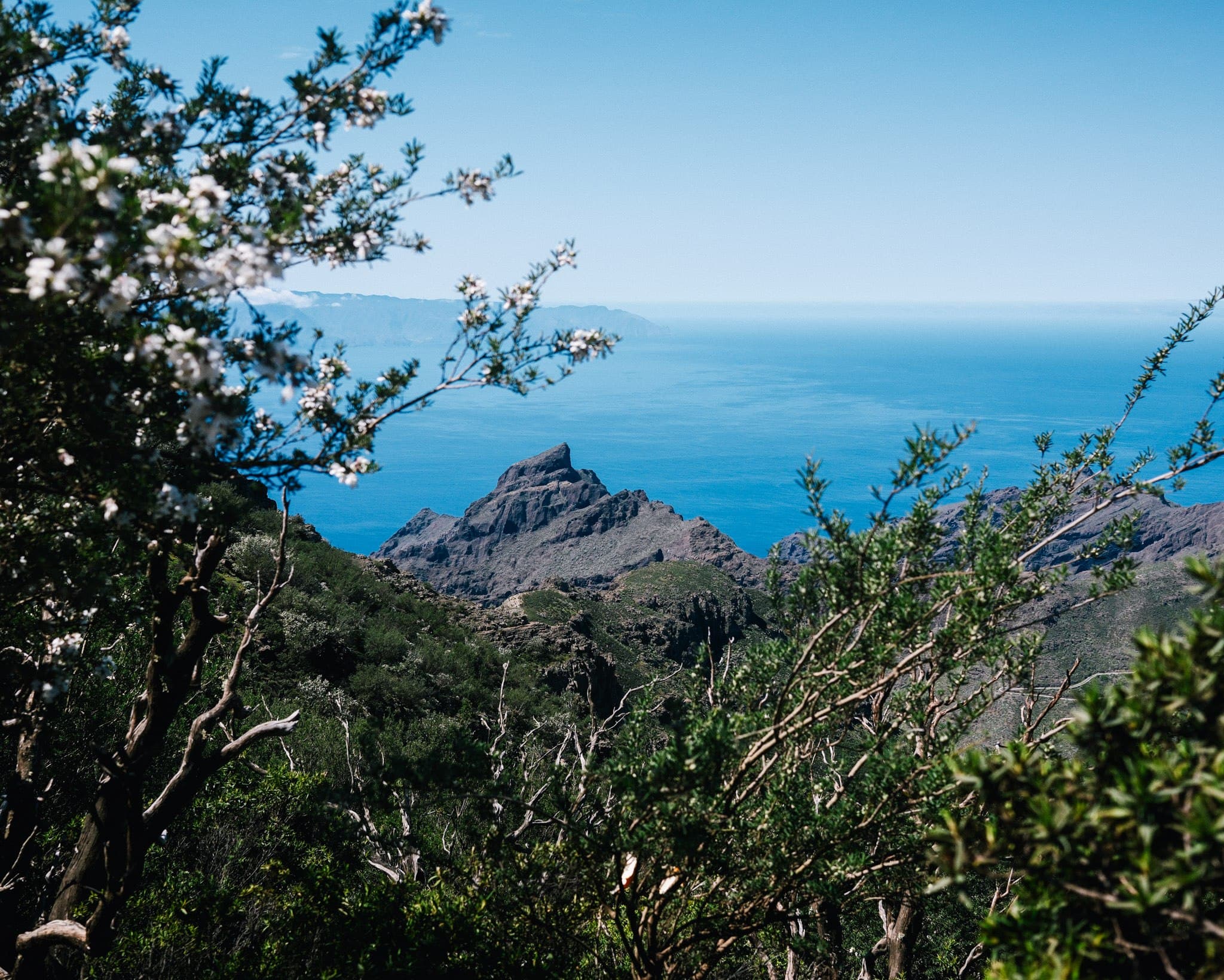 View of mountains and ocean through leafy branches.