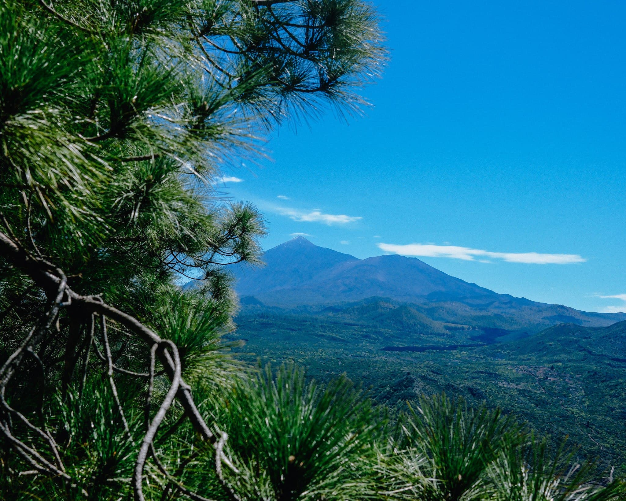 Volcanic mountain landscape framed by pine trees.